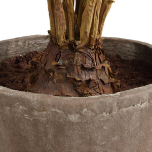 Zamia Palm Accent - stylish home accessories to complete your decor | Image 5 | InSTYLE Home & Rugs