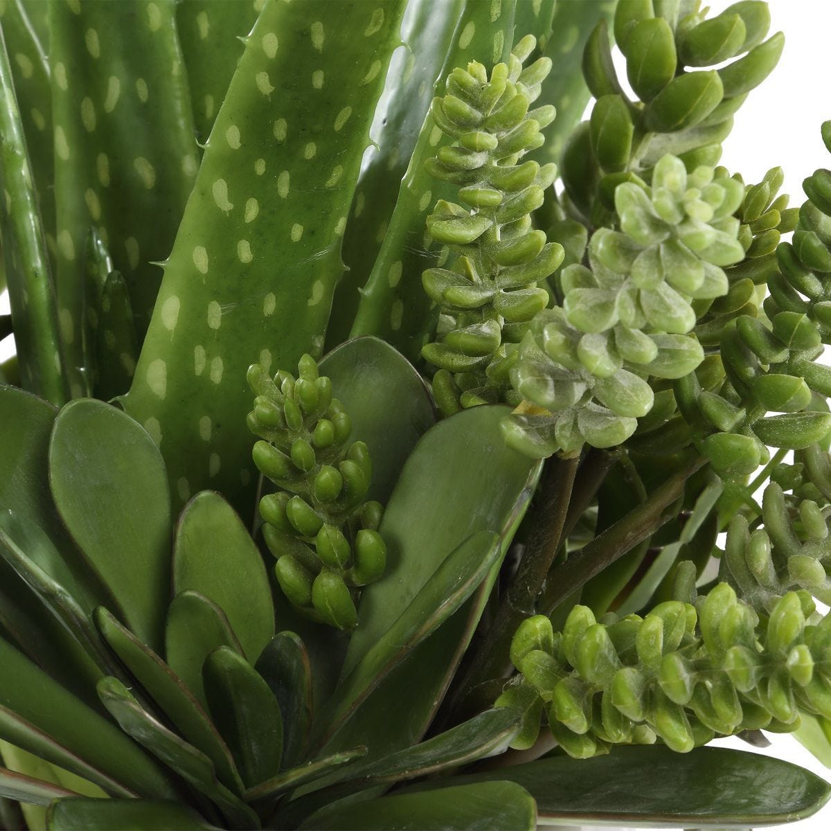 Sundown Succulent Accent - modern accessories for a personalized living space | Image 4 | InSTYLE Home & Rugs