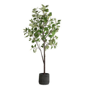 Eden Potted Fig Tree - modern accessories for a personalized living space | Image 2 | InSTYLE Home & Rugs