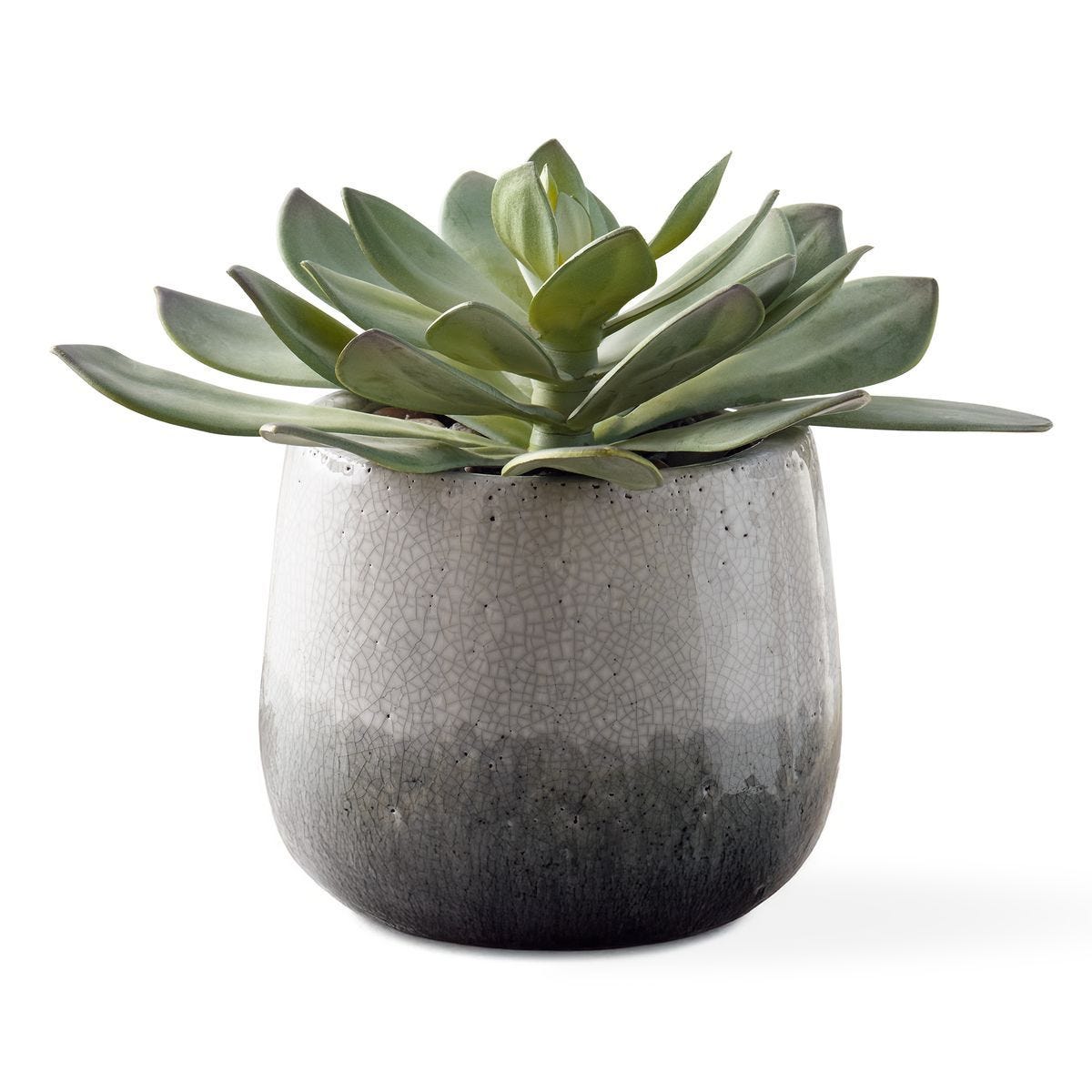 Dudleya Outdoor Succulent - modern accessories for a personalized living space | Image 2 | InSTYLE Home & Rugs