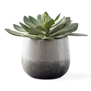 Dudleya Outdoor Succulent - modern accessories for a personalized living space | Image 2 | InSTYLE Home & Rugs
