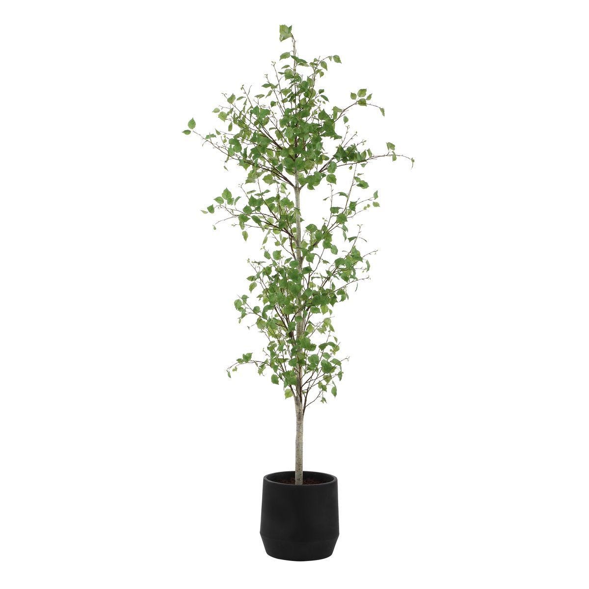 Boreal Potted Birch Tree - stylish home accessories to complete your decor | Image 5 | InSTYLE Home & Rugs