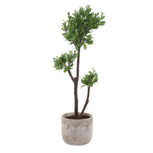 Arbor Strawberry Tree - stylish home accessories to complete your decor | Image 5 | InSTYLE Home & Rugs