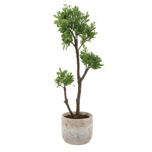 Arbor Strawberry Tree - stylish home accessories to complete your decor | Image 2 | InSTYLE Home & Rugs