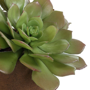 Sable Succulent Accent - modern accessories for a personalized living space | Image 6 | InSTYLE Home & Rugs