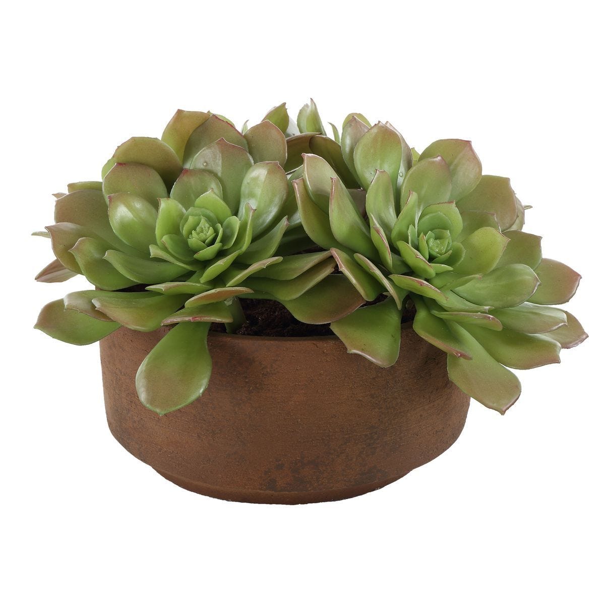 Sable Succulent Accent - modern accessories for a personalized living space | Image 4 | InSTYLE Home & Rugs