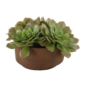 Sable Succulent Accent - modern accessories for a personalized living space | Image 2 | InSTYLE Home & Rugs