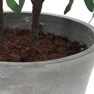 Marisol Potted Olive - stylish home accessories to complete your decor | Image 7 | InSTYLE Home & Rugs