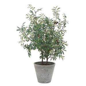Marisol Potted Olive - stylish home accessories to complete your decor | Image 4 | InSTYLE Home & Rugs