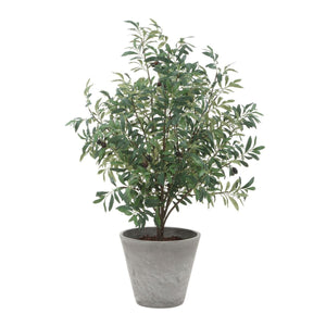 Marisol Potted Olive - stylish home accessories to complete your decor | Image 5 | InSTYLE Home & Rugs