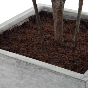 Sonora Olive Tree - stylish home accessories to complete your decor | Image 7 | InSTYLE Home & Rugs