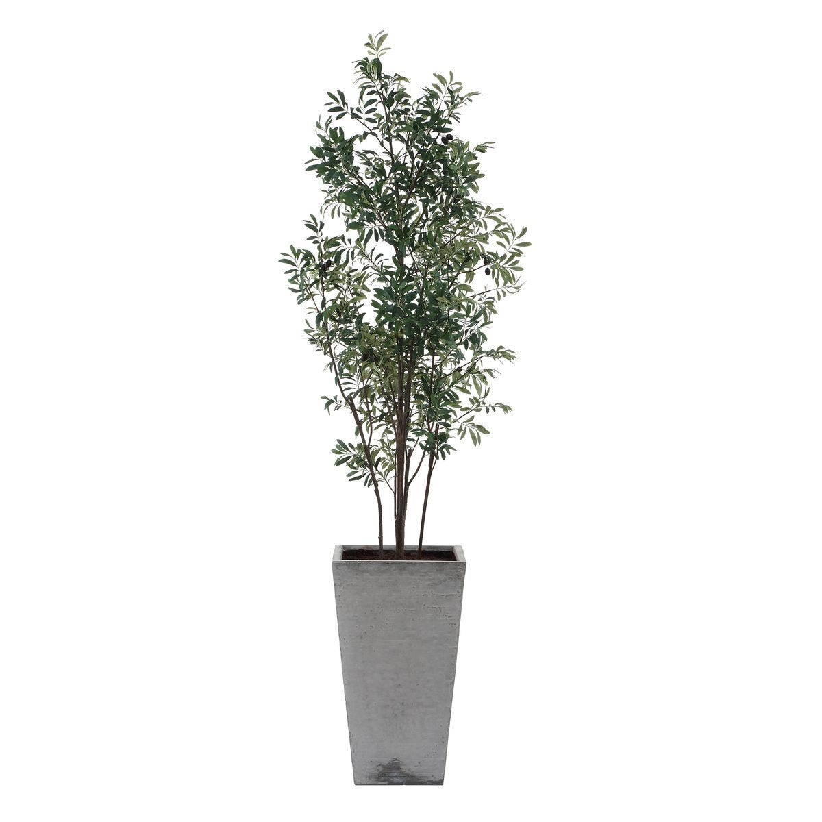Sonora Olive Tree - stylish home accessories to complete your decor | Image 5 | InSTYLE Home & Rugs
