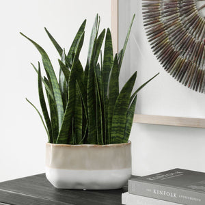Sansera Snake Accent - decor accents and accessories for every room | Image 1 | InSTYLE Home & Rugs