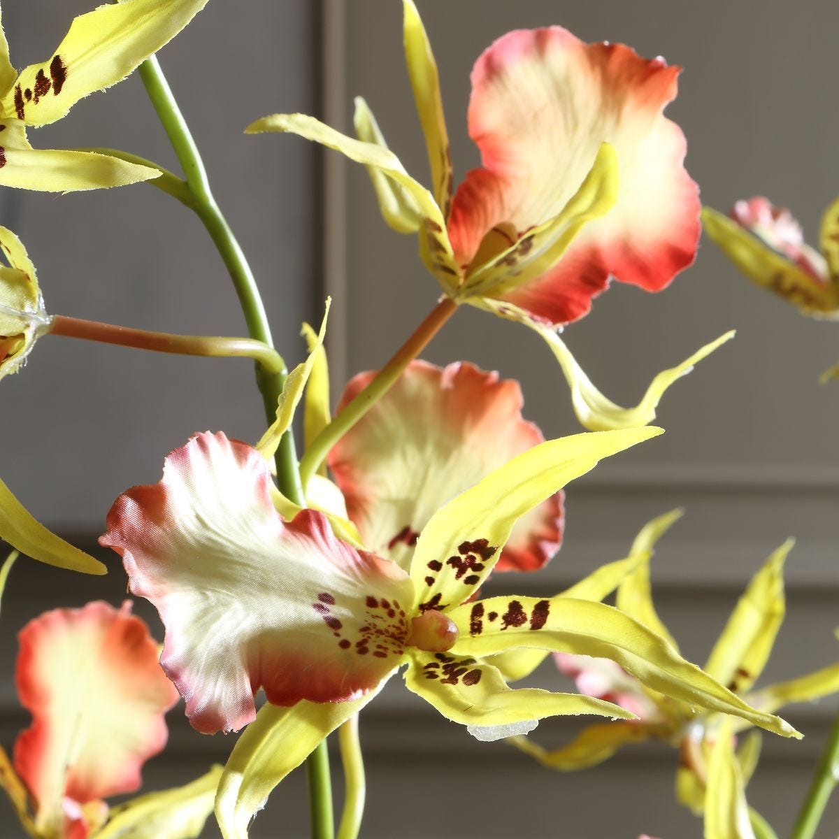 Spider Orchid - decor accents and accessories for every room | Image 5 | InSTYLE Home & Rugs