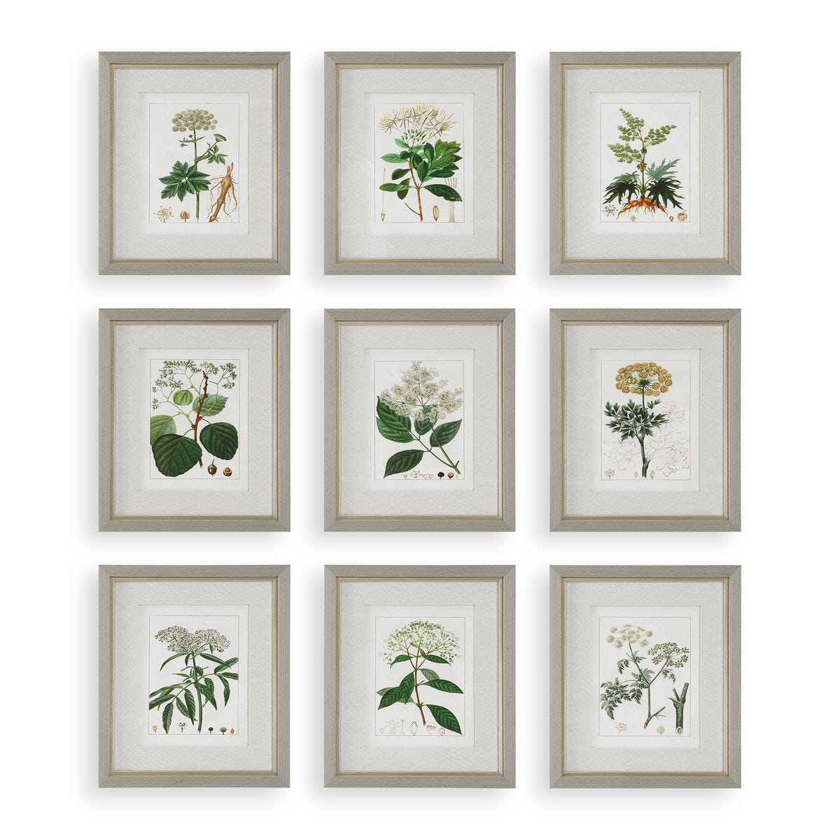 Antique Botanicals Framed Prints, S/9 - timeless artwork that brings character to any space | Image 1 | InSTYLE Home & Rugs