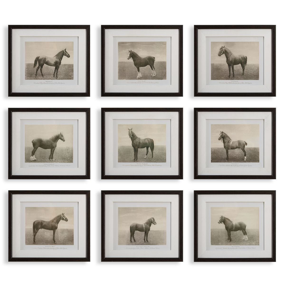 Equine Dynasty Framed Prints, S/9 - bold and creative art for unique interior décor | Image 1 | InSTYLE Home & Rugs