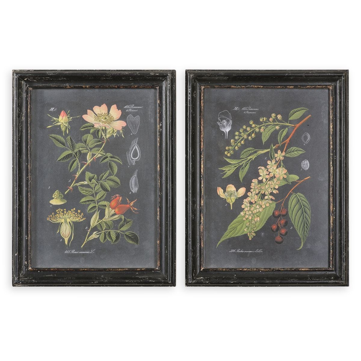 Midnight Botanicals Framed Prints, S/2 - bold and creative art for unique interior décor | Image 1 | InSTYLE Home & Rugs