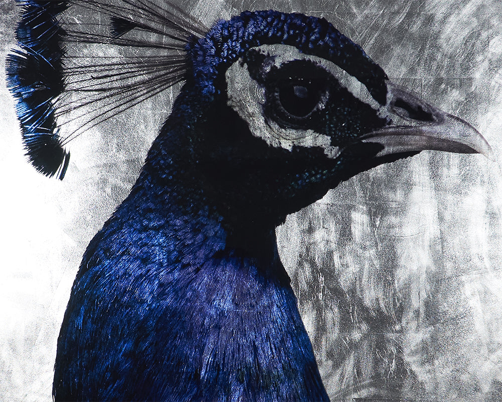 The Peacock - choose from a variety of prints, paintings, and photography | Image 4 | InSTYLE Home & Rugs