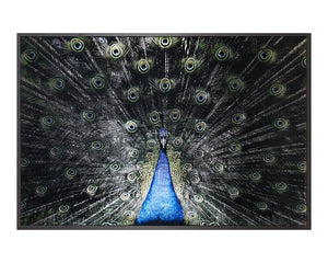 Brilliant Plumage - choose from a variety of prints, paintings, and photography | Image 1 | InSTYLE Home & Rugs