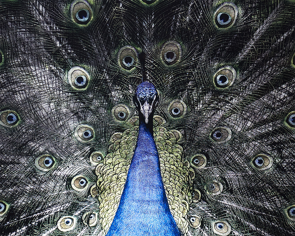 Brilliant Plumage - choose from a variety of prints, paintings, and photography | Image 5 | InSTYLE Home & Rugs