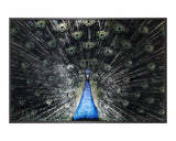 Brilliant Plumage - choose from a variety of prints, paintings, and photography | Image 1 | InSTYLE Home & Rugs
