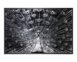 Silver Plumage - add personality and flair to your walls with stunning art | Image 1 | InSTYLE Home & Rugs