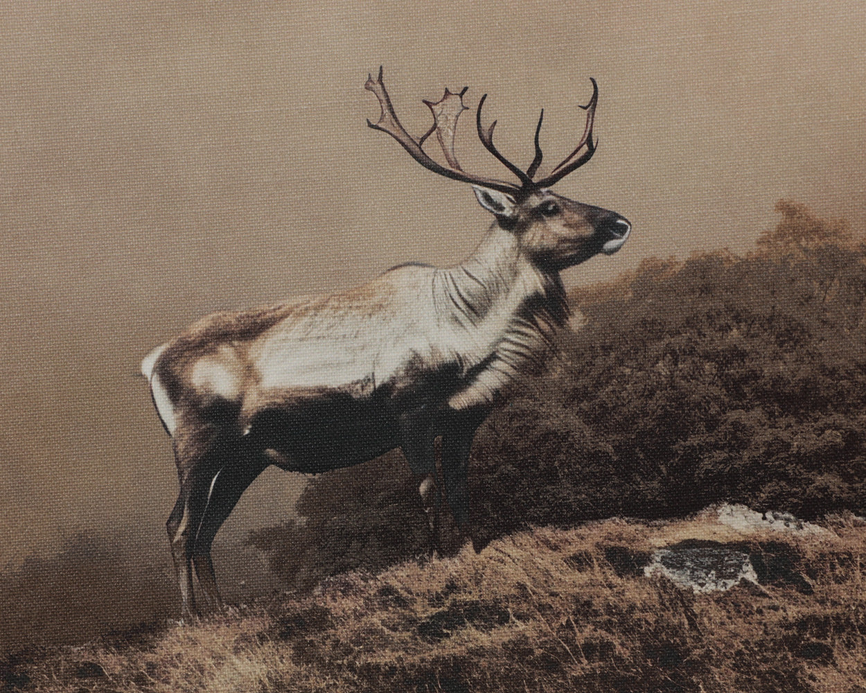 Into The Wild II - choose from a variety of prints, paintings, and photography | Image 5 | InSTYLE Home & Rugs