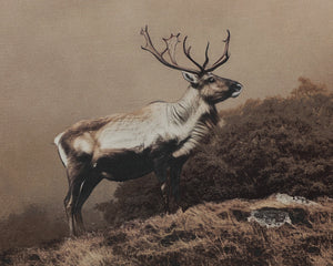 Into The Wild II - choose from a variety of prints, paintings, and photography | Image 5 | InSTYLE Home & Rugs