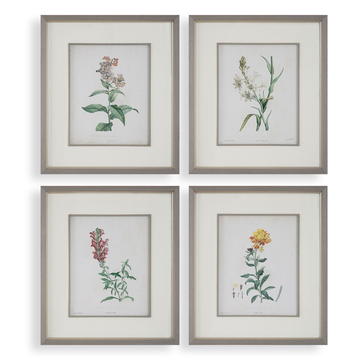 Heirloom Blooms Study Framed Prints, S/4 - bold and creative art for unique interior décor | Image 1 | InSTYLE Home & Rugs