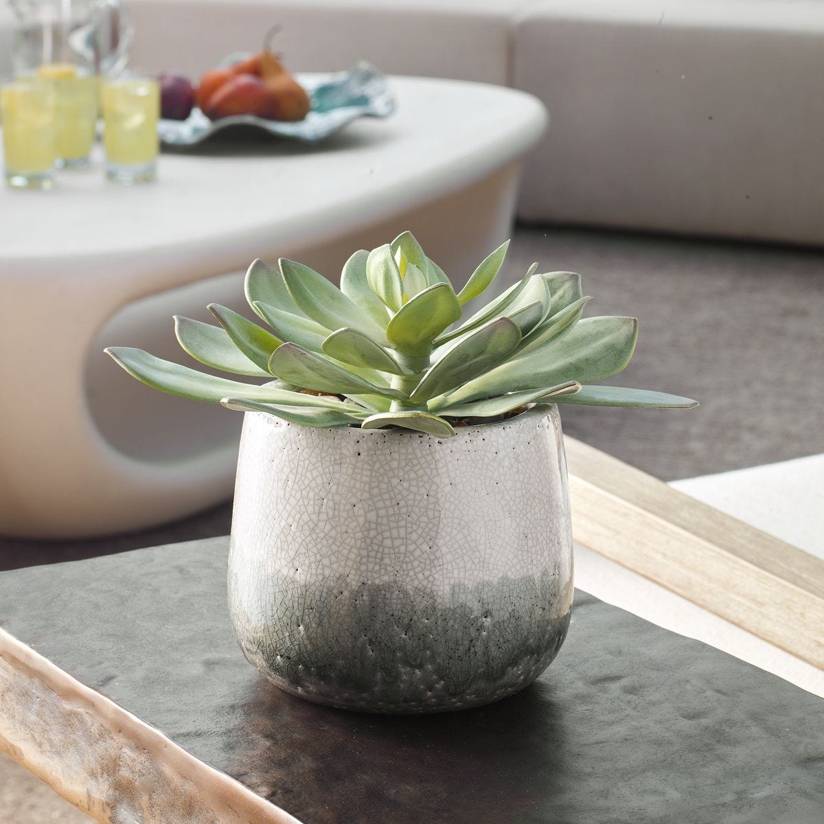 Dudleya Outdoor Succulent - modern accessories for a personalized living space | Image 1 | InSTYLE Home & Rugs