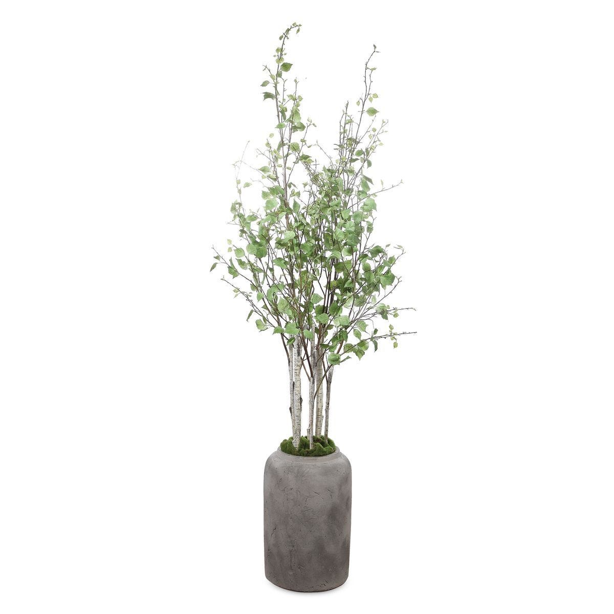 Aldis Potted River Birch - decor accents and accessories for every room | Image 1 | InSTYLE Home & Rugs