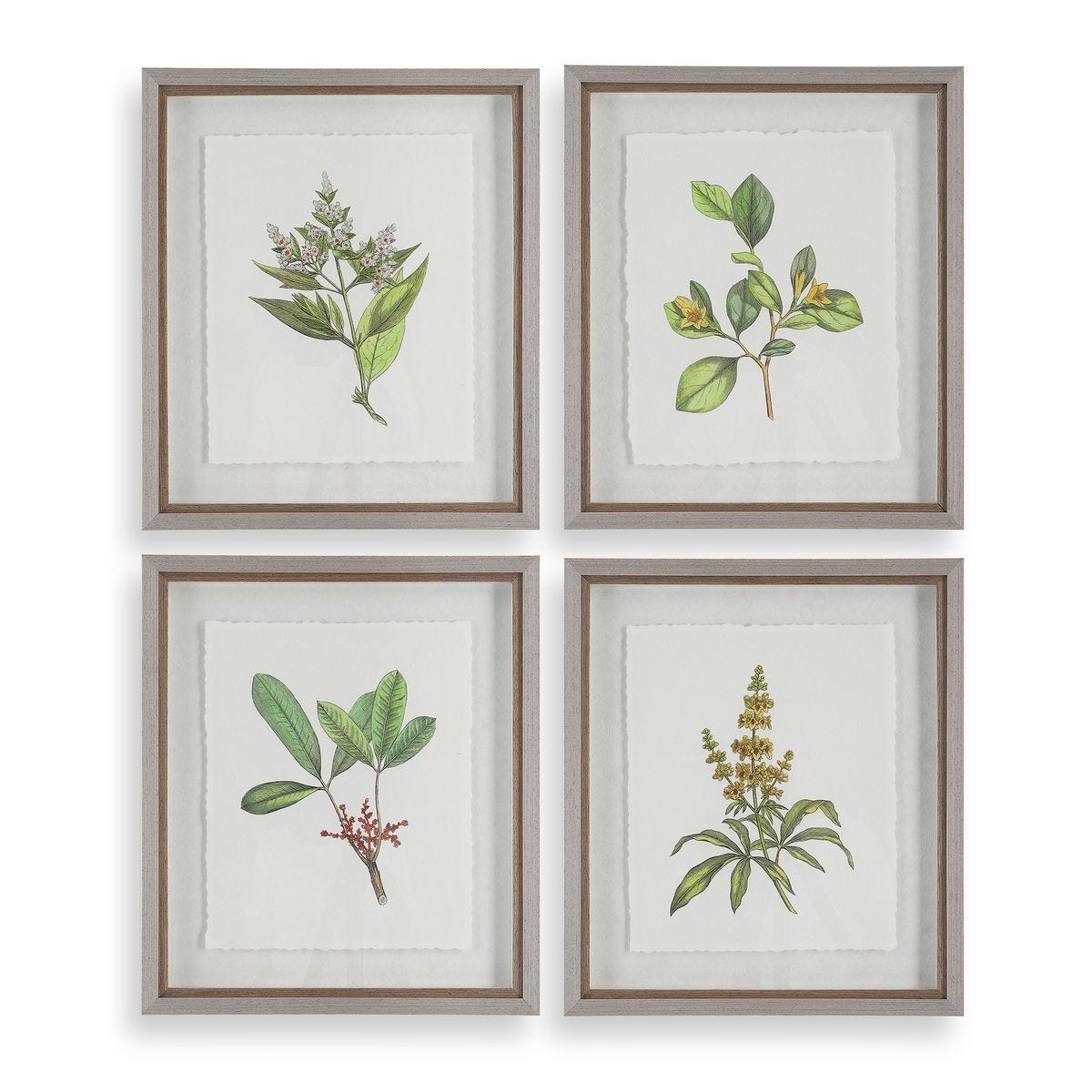 Wildflower Study Framed Prints, S/4 - timeless artwork that brings character to any space | Image 1 | InSTYLE Home & Rugs
