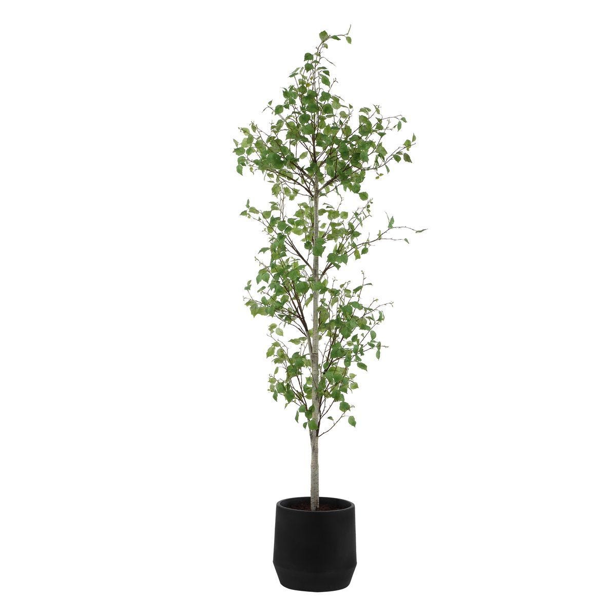 Boreal Potted Birch Tree - stylish home accessories to complete your decor | Image 1 | InSTYLE Home & Rugs