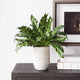 Verdure Fern