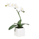 Orchid Potted Faux Single Stem 16" - White